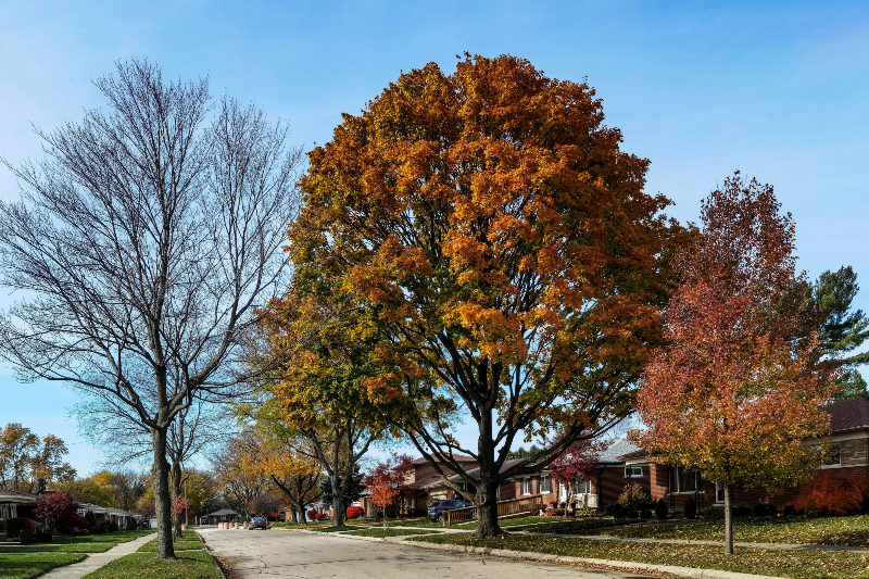 Can You Sue Your Neighbor if Their Tree Falls on Your House?